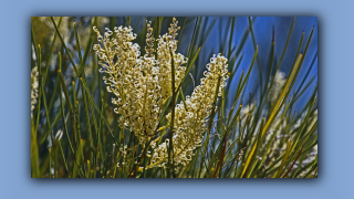 1993_WA_D05-14-40_Grevillea (Grevillea stenobotrya).jpg